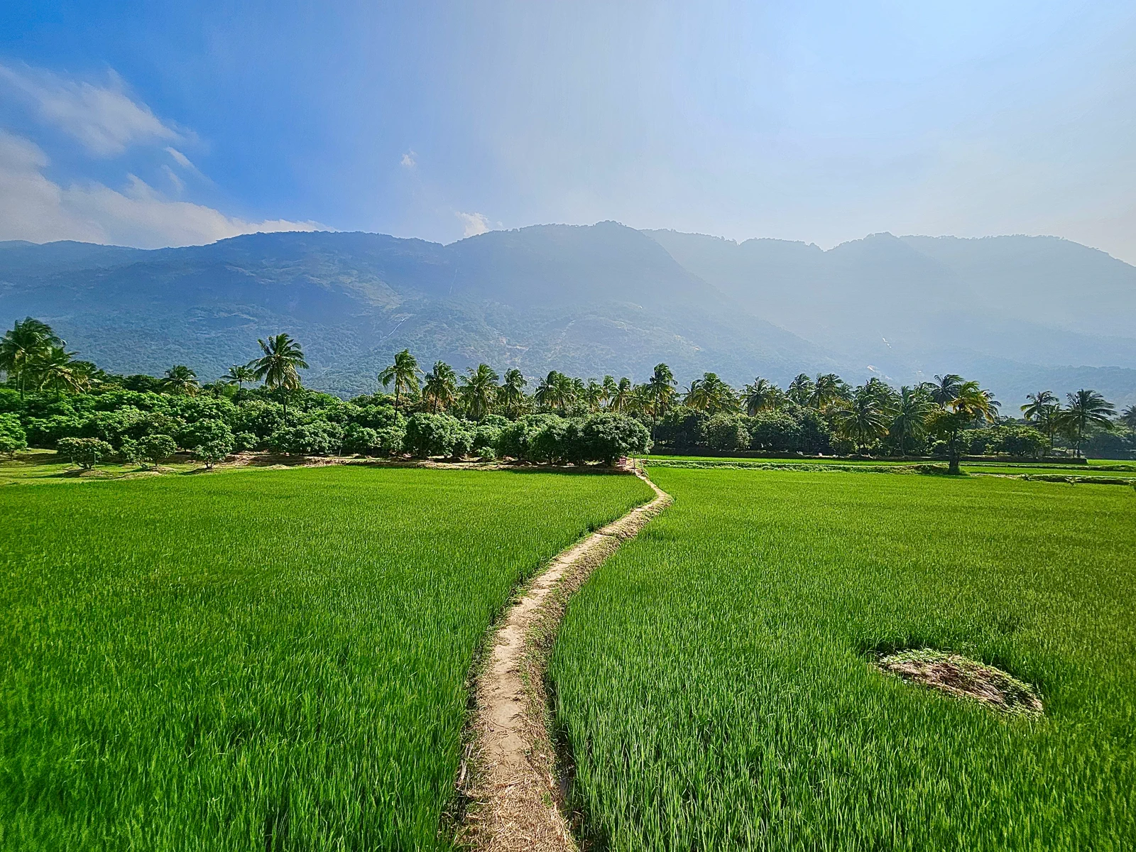 Green paddy fields and the mountain backdrop of Kollengode, Palakkad